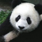 800px-Panda_Cub_from_Wolong,_Sichuan,_China